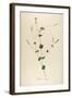 Vintage Botanical 178-Tina Carlson-Framed Art Print