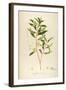 Vintage Botanical 194-Tina Carlson-Framed Art Print