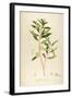 Vintage Botanical 194-Tina Carlson-Framed Art Print