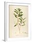 Vintage Botanical 194-Tina Carlson-Framed Art Print