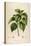 Vintage Botanical 198-Tina Carlson-Stretched Canvas
