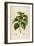 Vintage Botanical 198-Tina Carlson-Framed Art Print