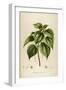 Vintage Botanical 198-Tina Carlson-Framed Art Print