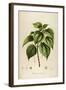 Vintage Botanical 198-Tina Carlson-Framed Art Print