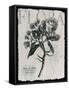 Vintage Botanical 1-Melody Hogan-Framed Stretched Canvas