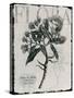 Vintage Botanical 1-Melody Hogan-Stretched Canvas