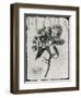 Vintage Botanical 1-Melody Hogan-Framed Art Print
