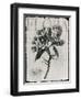 Vintage Botanical 1-Melody Hogan-Framed Art Print