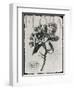 Vintage Botanical 1-Melody Hogan-Framed Art Print