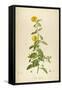 Vintage Botanical 202-Tina Carlson-Framed Stretched Canvas