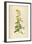 Vintage Botanical 202-Tina Carlson-Framed Art Print