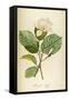Vintage Botanical 208-Tina Carlson-Framed Stretched Canvas