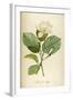 Vintage Botanical 208-Tina Carlson-Framed Art Print