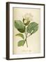 Vintage Botanical 208-Tina Carlson-Framed Art Print