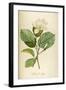 Vintage Botanical 208-Tina Carlson-Framed Art Print