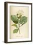 Vintage Botanical 208-Tina Carlson-Framed Art Print