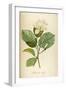 Vintage Botanical 208-Tina Carlson-Framed Art Print