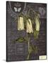Vintage Botanical - Campanula-Stephanie Monahan-Stretched Canvas