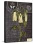 Vintage Botanical - Campanula-Stephanie Monahan-Stretched Canvas