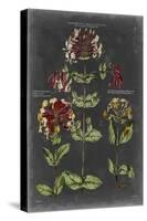 Vintage Botanical Chart I-Vision Studio-Stretched Canvas