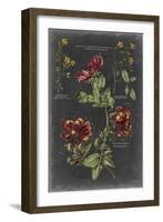 Vintage Botanical Chart II-Vision Studio-Framed Art Print