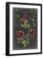 Vintage Botanical Chart II-Vision Studio-Framed Art Print