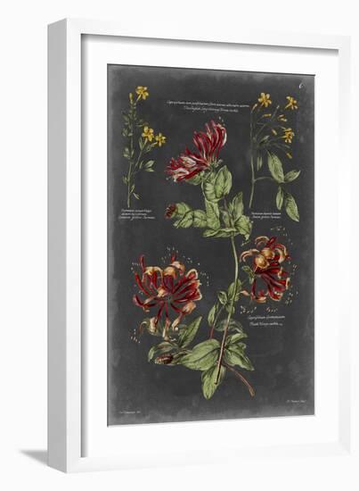 Vintage Botanical Chart II-Vision Studio-Framed Art Print