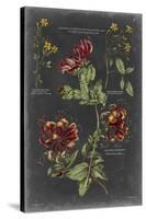 Vintage Botanical Chart II-Vision Studio-Stretched Canvas