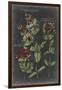 Vintage Botanical Chart IV-Vision Studio-Framed Art Print