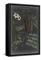 Vintage Botanical Chart V-Vision Studio-Framed Stretched Canvas
