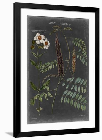 Vintage Botanical Chart V-Vision Studio-Framed Art Print