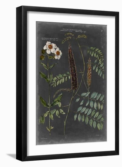 Vintage Botanical Chart V-Vision Studio-Framed Art Print