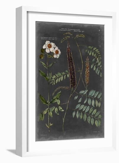 Vintage Botanical Chart V-Vision Studio-Framed Art Print