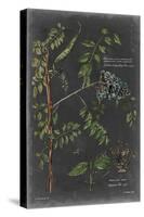 Vintage Botanical Chart VII-Vision Studio-Stretched Canvas