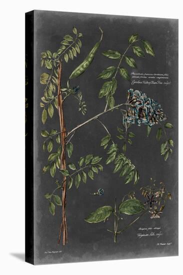Vintage Botanical Chart VII-Vision Studio-Stretched Canvas