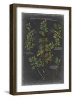 Vintage Botanical Chart VIII-Vision Studio-Framed Art Print