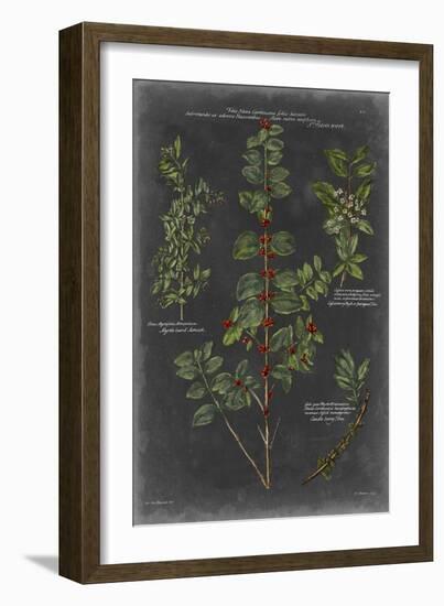 Vintage Botanical Chart VIII-Vision Studio-Framed Art Print