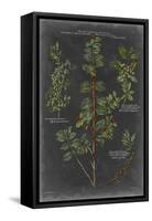 Vintage Botanical Chart VIII-Vision Studio-Framed Stretched Canvas