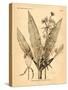 Vintage Botanical I-Gregory Gorham-Stretched Canvas