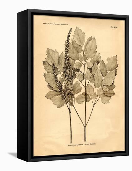 Vintage Botanical II-Gregory Gorham-Framed Stretched Canvas