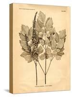 Vintage Botanical II-Gregory Gorham-Stretched Canvas