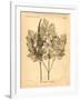 Vintage Botanical II-Gregory Gorham-Framed Art Print