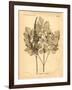 Vintage Botanical II-Gregory Gorham-Framed Art Print