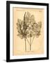 Vintage Botanical II-Gregory Gorham-Framed Art Print