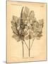 Vintage Botanical II-Gregory Gorham-Mounted Art Print