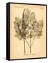 Vintage Botanical II-Gregory Gorham-Framed Stretched Canvas