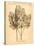 Vintage Botanical II-Gregory Gorham-Stretched Canvas