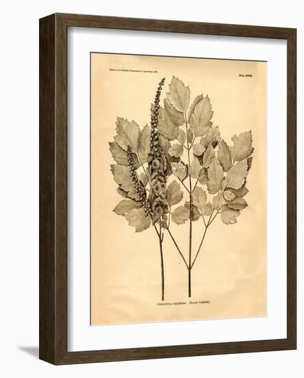 Vintage Botanical II-Gregory Gorham-Framed Art Print