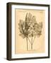 Vintage Botanical II-Gregory Gorham-Framed Art Print