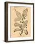 Vintage Botanical III-Gregory Gorham-Framed Art Print